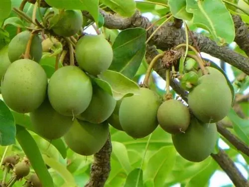 зеленые плоды, свисающие с дерева под названием карите