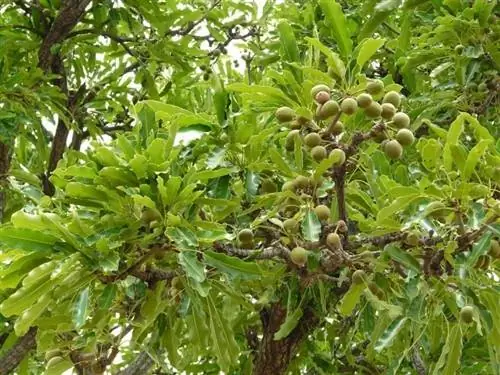 Масло ши (Vitellaria paradoxa)