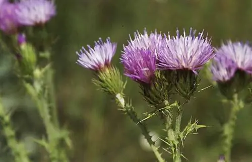 полевые цветы с колючими стеблями и яркими цветами
