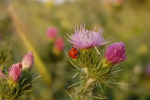 божья коровка сидит на цветке ярких и веселых цветов