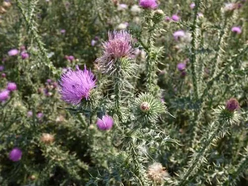 Чертополох (Carduus bourgeanus)