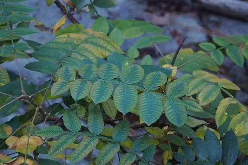 Сумах (Rhus chinensis)