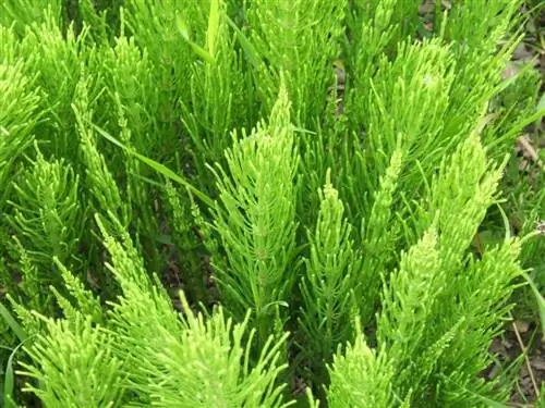 Equisetum arvense, научное название растения хвоща.