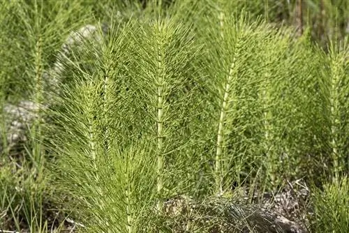 Вид на Equisetum arvense
