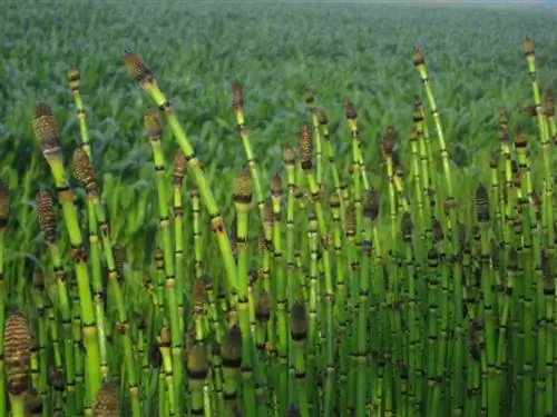 Вид Equisetum hyemale в среде обитания