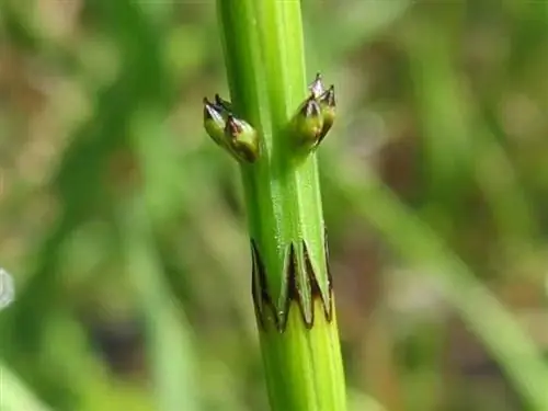 Вид на стебель Equisetum palustre