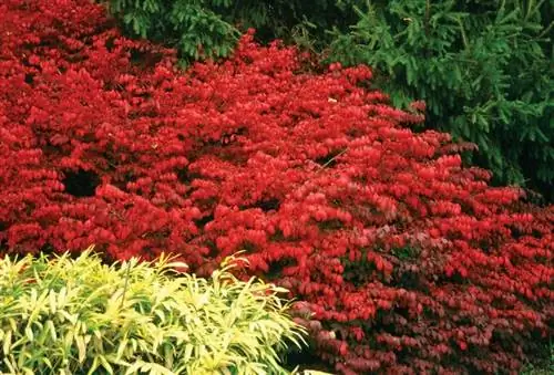 Контраст растений с Euonymus alatus