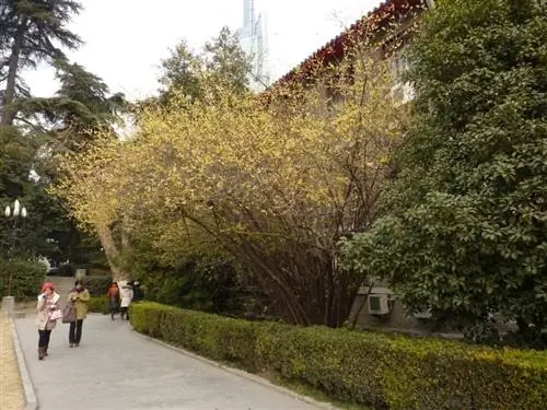 Жасмин голоцветный - красивый садовый кустарник.