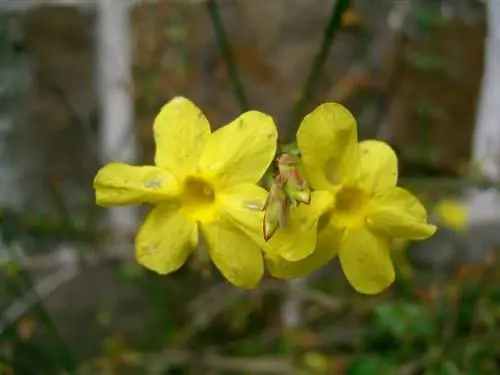 Вид на желтый жасмин