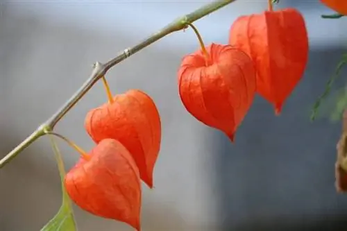 Физалис перуанский - декоративное растение.