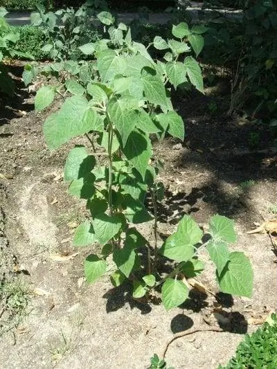 Вид на растение Physalis peruviana