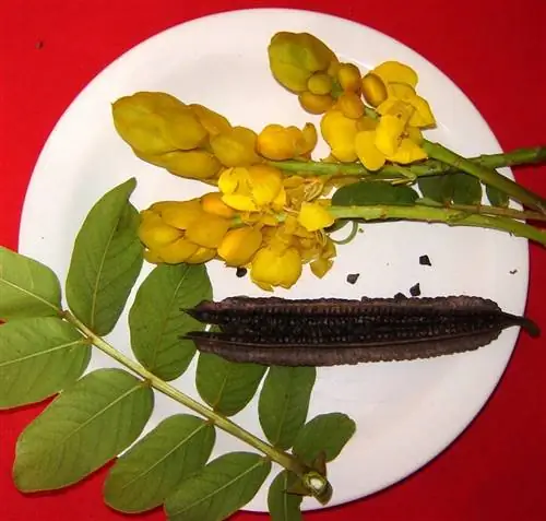 Использование кассии обовата