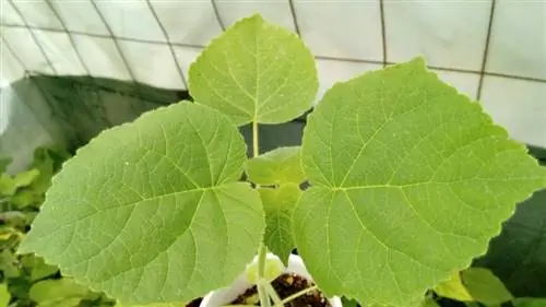 небольшое дерево с зелеными листьями, посаженное в горшок