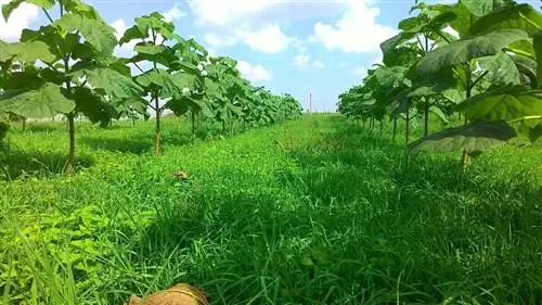 ряд небольших деревьев, посаженных в поле