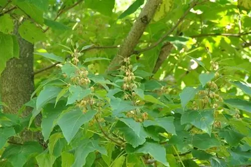 Павлония императорская (Pawlonia elongata)