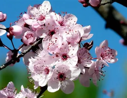 Цветы Prunus cerasifera 'Atropurpurea'
