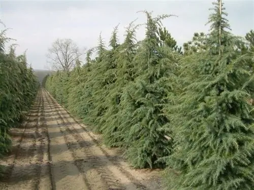 Плантации Cedrus deodara