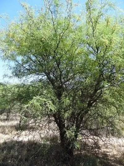 Prosopis flexuosa - очень засухоустойчивое дерево.