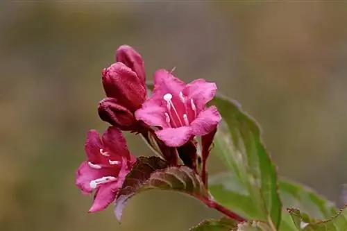 розовый садовый цветок