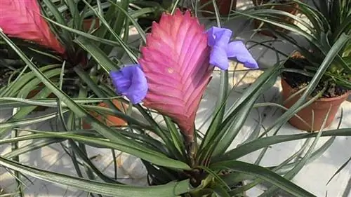 Украшение с Tillandsia cyanea