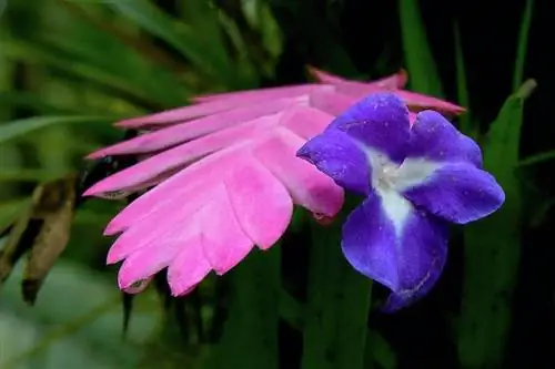 Деталь цветка тилландсии цианеи