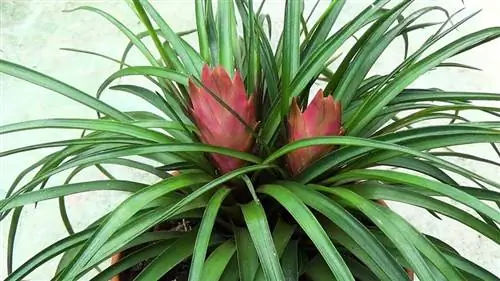 Окраска цветков тилландсии цианеи