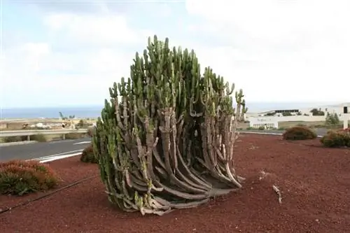 Вид на Euphorbia trigona