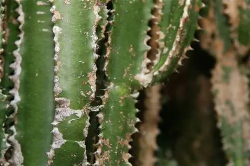 Стебли Euphorbia trigona содержат латекс.