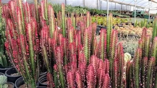 Вид Euphorbia trigona 'Rubra'