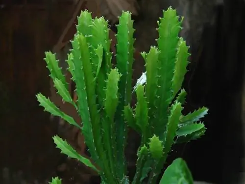 Вид на молодую Euphorbia trigona