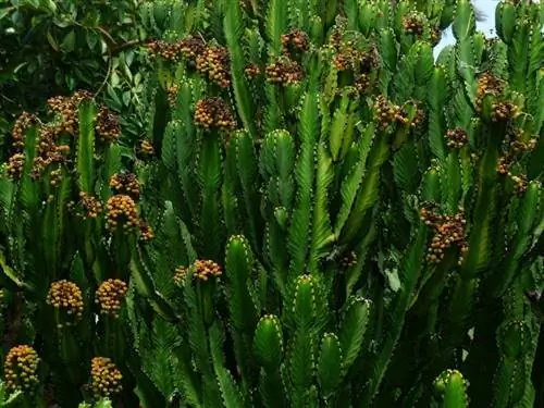 Euphorbia trigona в цветке