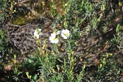 три маленьких белых цветка вокруг цветков, которые вот-вот распустятся