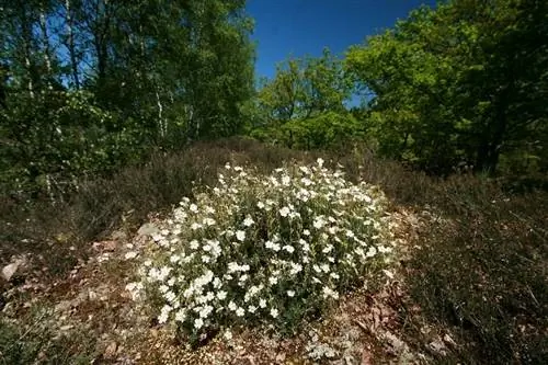 Ягуарцилло (Halimium umbellatum)