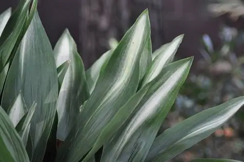 листья, которые заканчиваются зеленой точкой