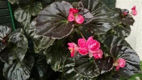 Бегония цветущая (Begonia semperflorens)