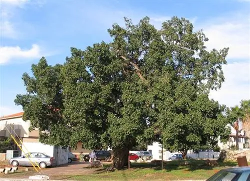 Платан (Ficus sycamore)