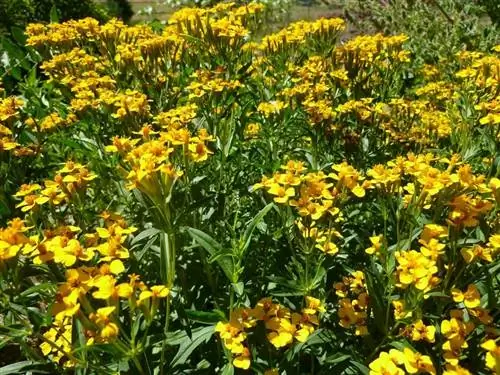 Перикон на открытом воздухе