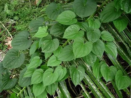 листья водяного растения или dioscorea alata