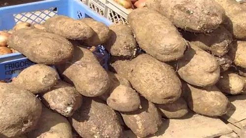 название воды также называется Dioscorea alata