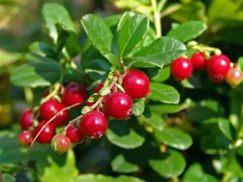Vaccinium vitis-idaea