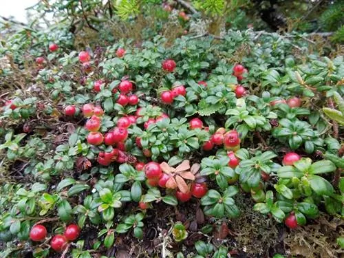Характеристики Vaccinium vitis-idaea