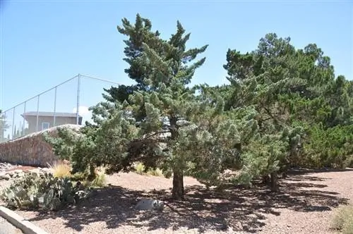 Кипарис аризонский
