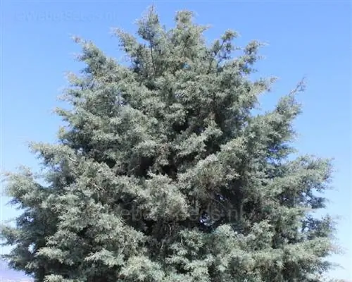 Характеристики Cupressus arizonica