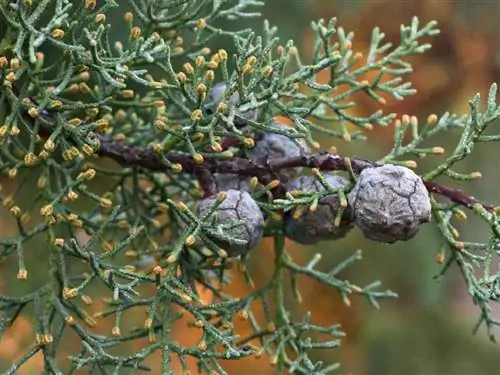 Плоды Cupressus arizonica