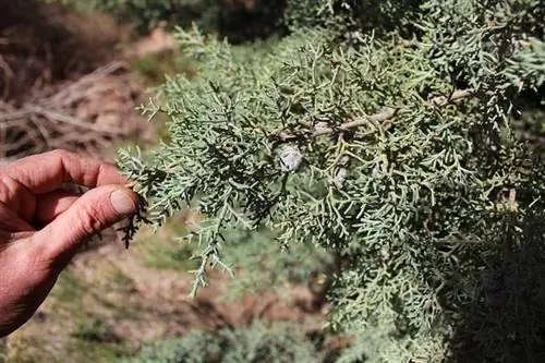Деталь Cupressus arizonica