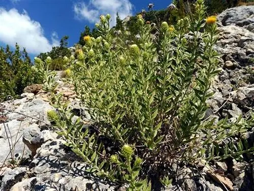 Каменный чай (Jasonia glutinosa)