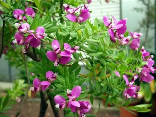 Цветки Polygala myrtifolia розовые.