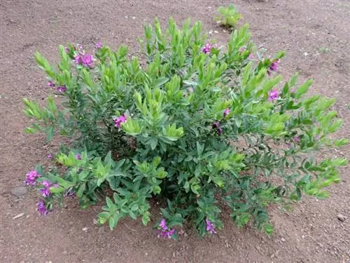 Вид на Polygala myrtifolia