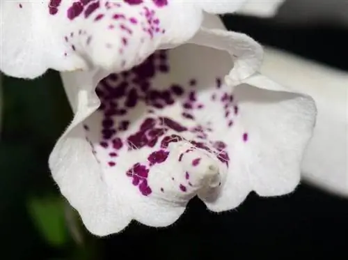 Цветы наперстянки могут быть белыми