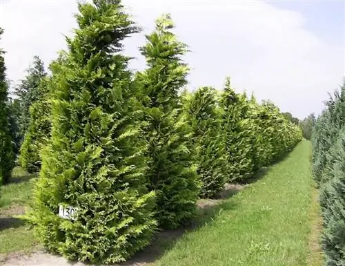 Продажа Chamaecyparis lawsoniana